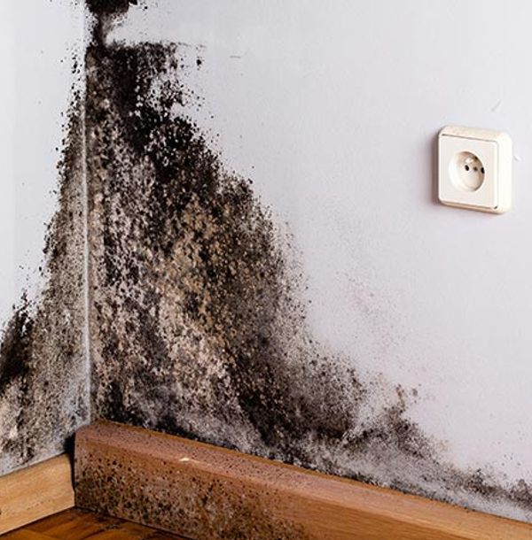 Black mold in the corner of the room wall