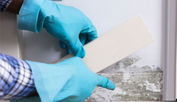 Professional mold testing service