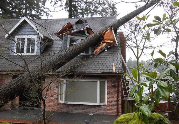 a large tree that has fallen onto a house, causing significant structural damage