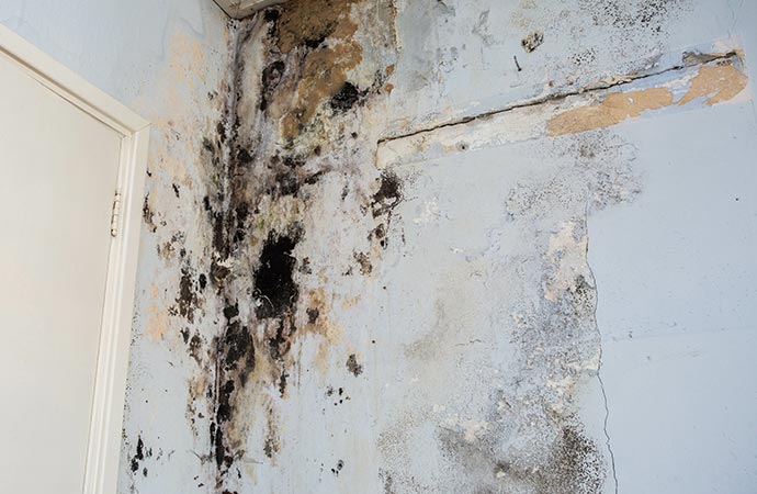  an interior wall corner affected by mold growth