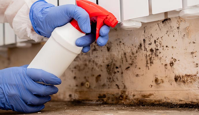 Mold remediation service