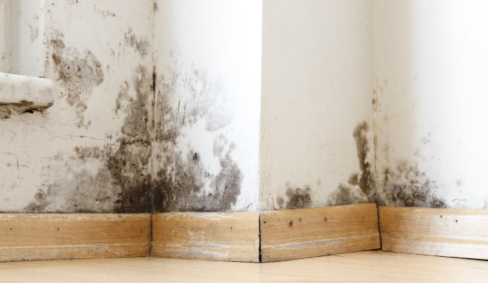 corner of a room with mold growth on white wall