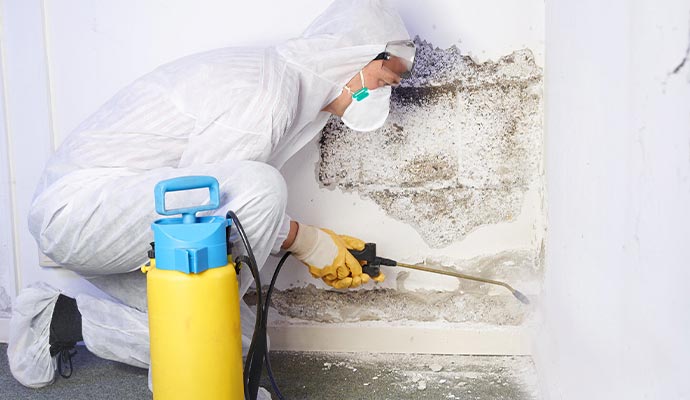 Professional mold decontamination service