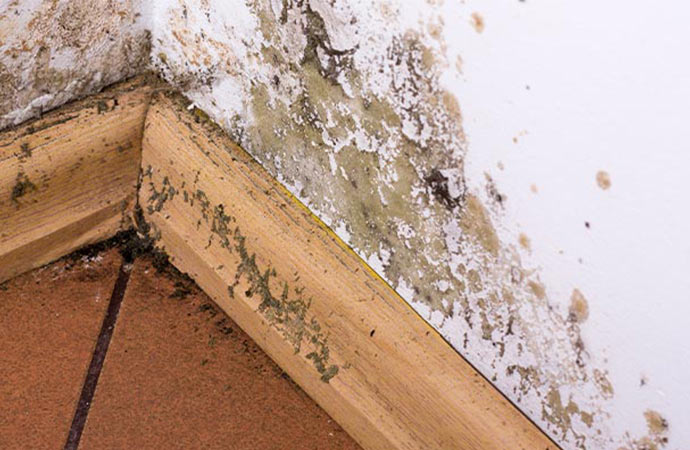 Structural mold damage Structural mold damage
