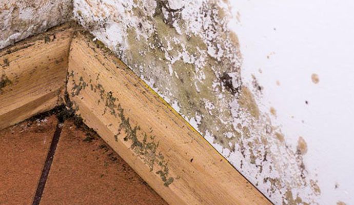 Structural mold damaged area