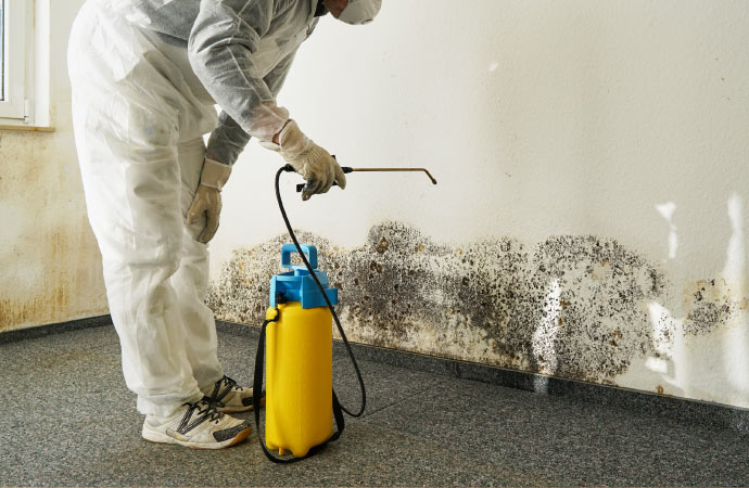 a professional cleaning up a moldy wall