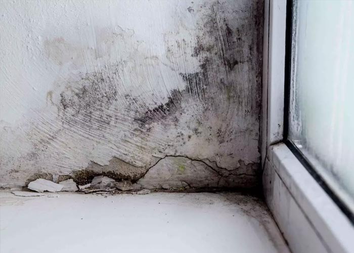 mold growth on the wall