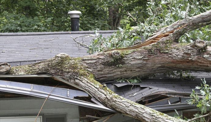 Roof damaged by fallen tree from strong winds Residential home roof damaged by tree fallen during heavy windstorm