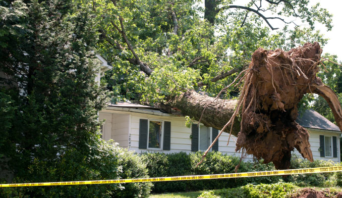 Roof damaged by fallen tree during heavy storm Large tree fallen on residential roof after a heavy storm