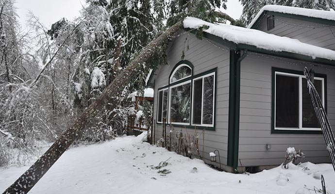 Winter storm damaged house by fallen tree House severely damaged by a tree that fell during a winter storm, showing roof and structural impact