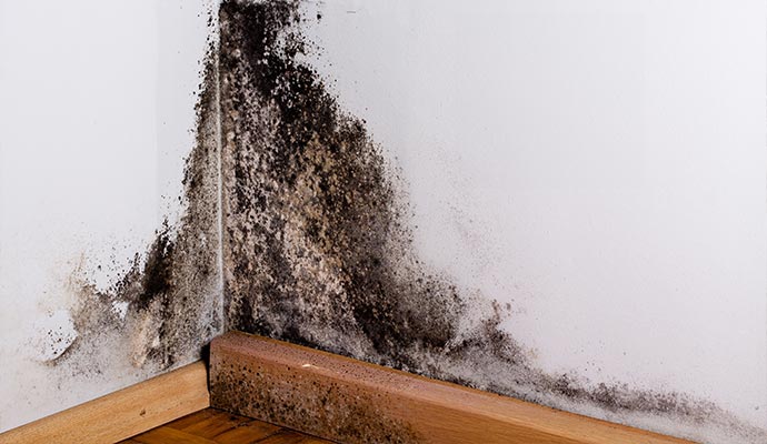 Visible mold on wall